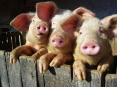 Les-trois-petits-cochons_s